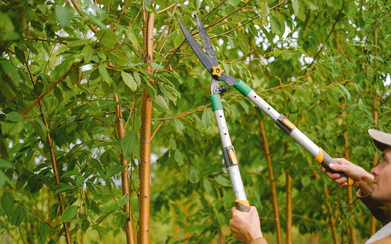 Tree trimming in Rosholt, WI